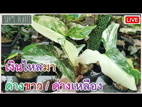 เงินไหลมาด่างขาว-ไม่ขาวแล้วทำย เงินไหลมาด่างขาว-ไม่ขาวแล้วทำย