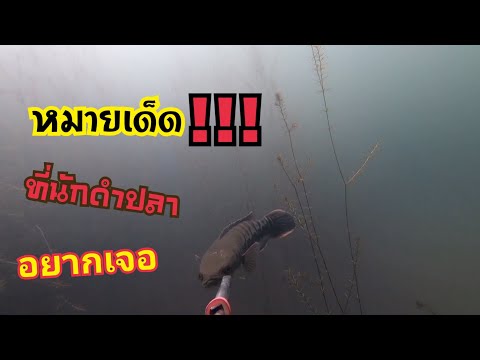 หมายเด็ดที่นักดำปลาอยากเจอ หมายเด็ดที่นักดำปลาอยากเจอ