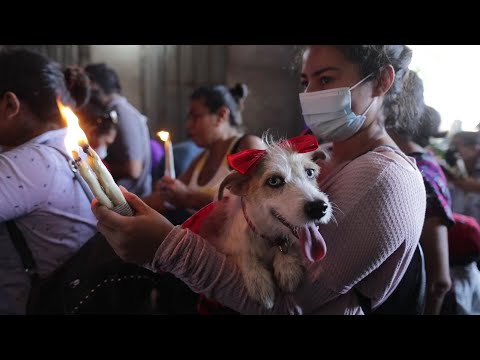 San Lázaro protege a los perros en Nicaragua | AFP