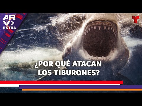 Por qué atacan los tiburones: Científica marina revela las posibles razones