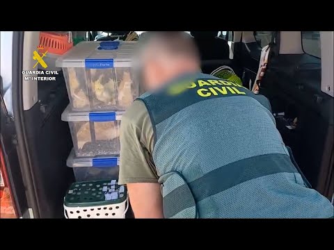 El SEPRONA de la Guardia Civil intercepta a dos personas vendiendo ilegalmente aves exóticas