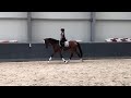 Show jumping horse Top merrie, uiteenlopende kwaliteiten!!!!!