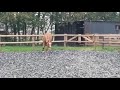 Dressuurpaard 3 jarige ruin Henkie x Flemmingh