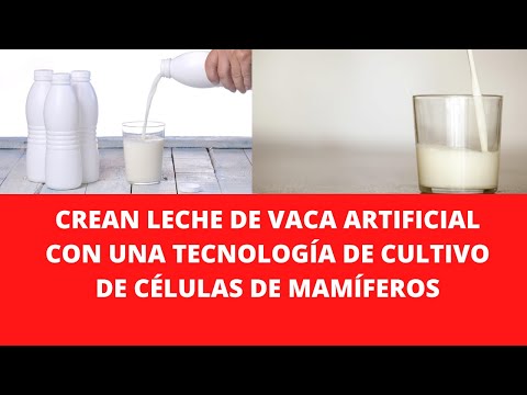 CREAN LECHE DE VACA ARTIFICIAL CON UNA TECNOLOGÍA DE CULTIVO DE CÉLULAS DE MAMÍFEROS
