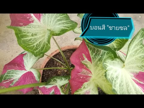 🌱ท่านชายชลในสายหมอก 🌱ท่านชายชลในสายหมอก