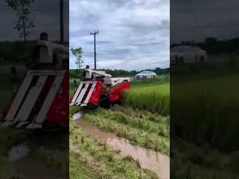 คลิปจากทางบ้าน-รถเกี่ยวข้าวนวด คลิปจากทางบ้าน-รถเกี่ยวข้าวนวด