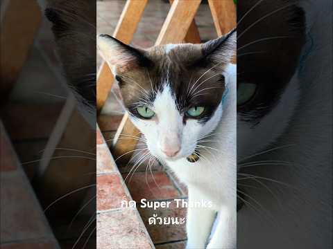 แมวขาวดำขี้สงสัยกดSuperThank
