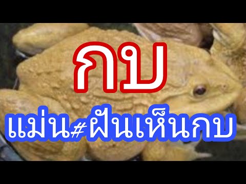 แม่นทำนายฝัน:ฝันเห็นกบ แม่นทำนายฝัน:ฝันเห็นกบ