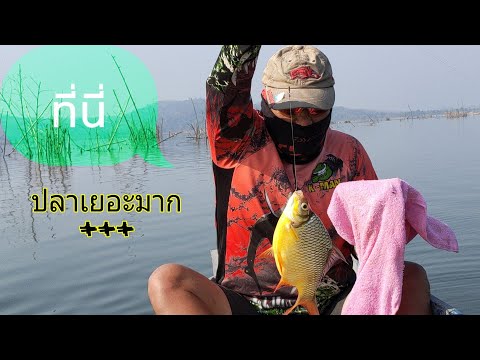 ตกปลาห้วยโสมง-#พักผ่อนนอนเกาะ# ตกปลาห้วยโสมง-#พักผ่อนนอนเกาะ#