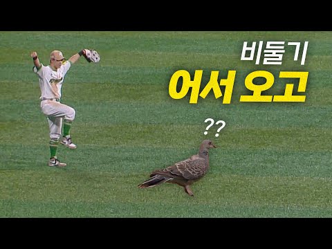 [롯데 vs 키움] 야구장을 활보하는 비둘기 모먼트 | 7.24 | 크보모먼트 BY 삼진제약 | 야구 하이라이트