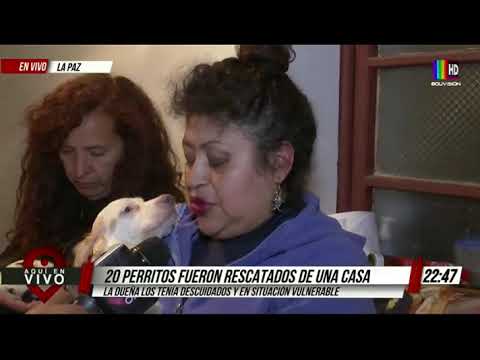 20 perritos fueron rescatados de una casa