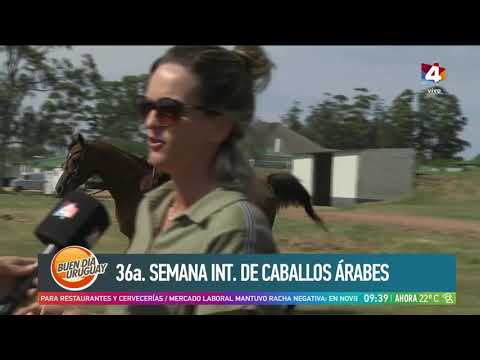 Buen día Uruguay - Caballos Árabes en Punta del Este