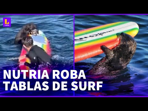 Nutrias roban tablas de surf en California: Se han convertido en el terror de los turistas