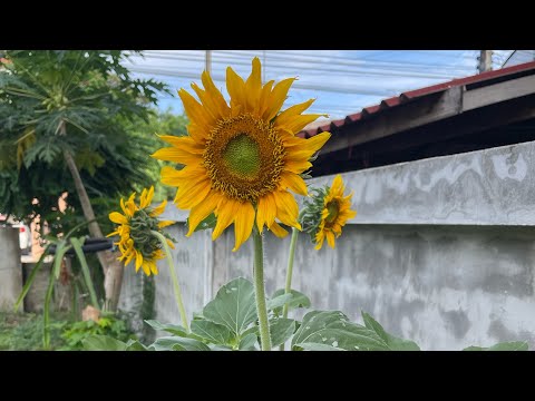 sunflowerดอกทานตะวันชูช่อรับแส