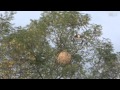 Un drone lutte contre les frelons asiatiques