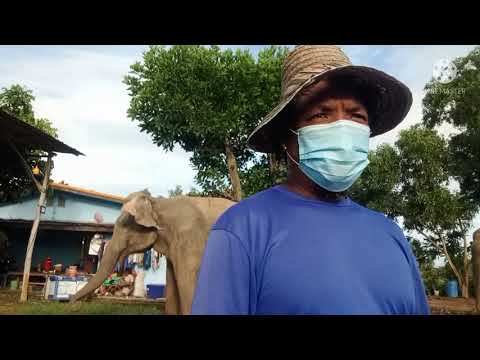 รุ่งเรืองช้างท้องแก่กับยายบุญม รุ่งเรืองช้างท้องแก่กับยายบุญม