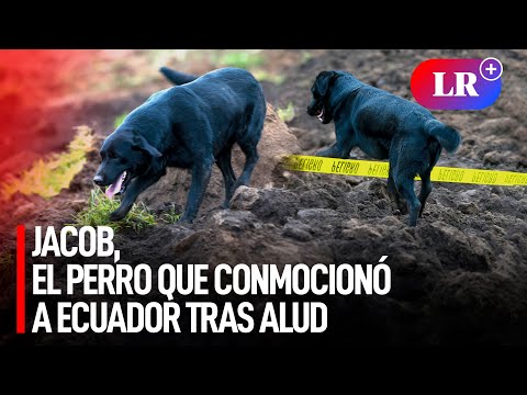 Jacob, el perro que busca a su familia sepultada tras el gigantesco alud en Ecuador | #LR