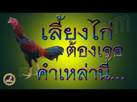 วงการเลี้ยงไก่ต้องเจอกับคำดหล่