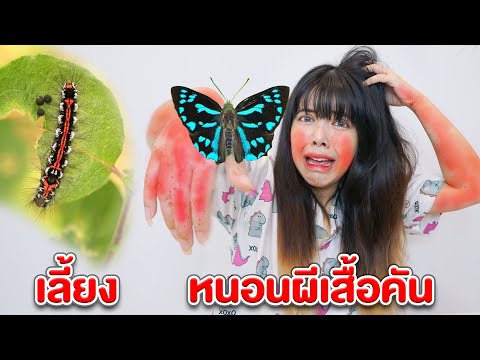 เลี้ยงหนอนผีเสื้อ-พิษคัน-ผื่นข เลี้ยงหนอนผีเสื้อ-พิษคัน-ผื่นข