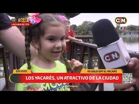 Yacarés son un atractivo de la Laguna de Itá