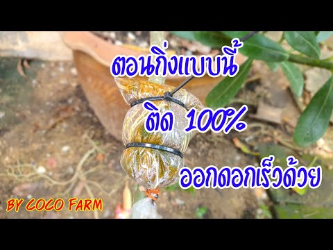 ตอนชวนชมแบบนี้ติด100%ไม่ต้