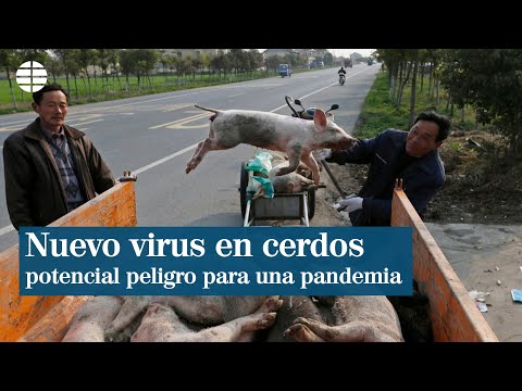 Investigadores chinos advierten sobre un nuevo virus con riesgo de pandemia encontrado en cerdos