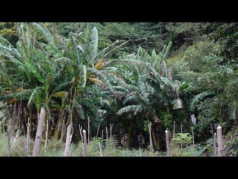 Marena decreta 32.5 hectáreas verdes como Reserva Silvestre Finca San Juan