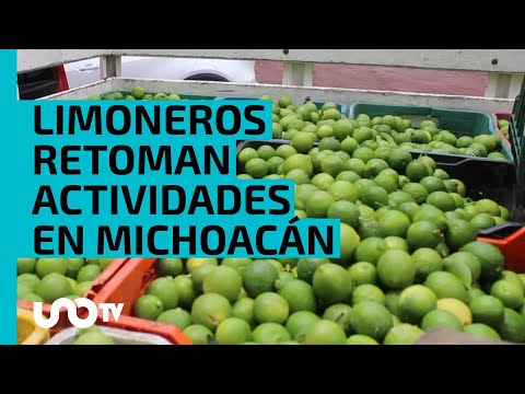 El limón está de vuelta: limoneros retoman actividades en Michoacán