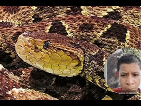 Adolescente fallece luego de una mordedura de serpiente en Colón