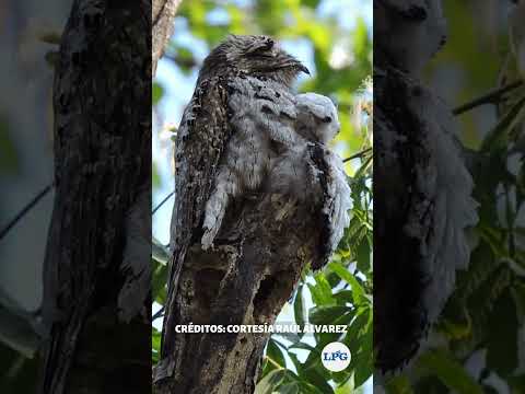 #Shorts | El pájaro troncón: una ave que se camufaglea en El Salvador.