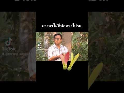 ยางนาไม้ที่พ่อทรงโปรด ยางนาไม้ที่พ่อทรงโปรด