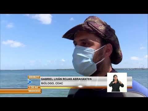 Cuba: Proyecto científico de Cienfuegos estudia la presencia de algas tóxicas en las playas