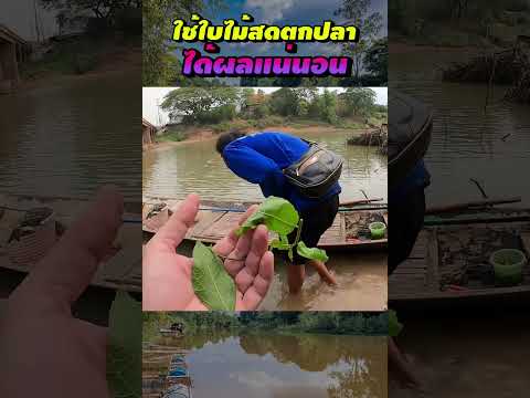 สูตรดั้งเดิมของคนตกปลาต้องใช้