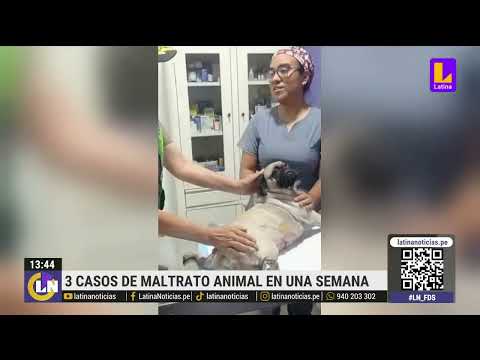 Aumentan casos de maltrato animal en Perú