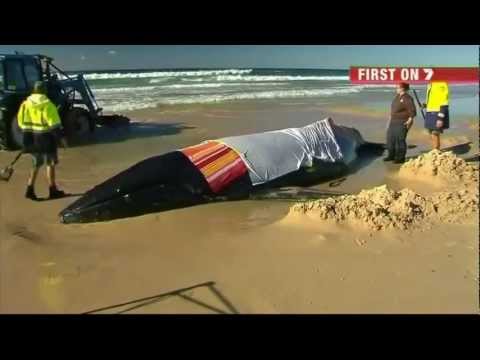 Rescuers race to save beached baby whale