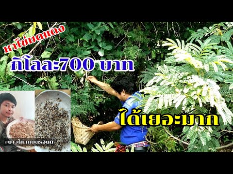 หาไข่มดแดง-วิธีแยกไข่มดแดงกิโล หาไข่มดแดง-วิธีแยกไข่มดแดงกิโล