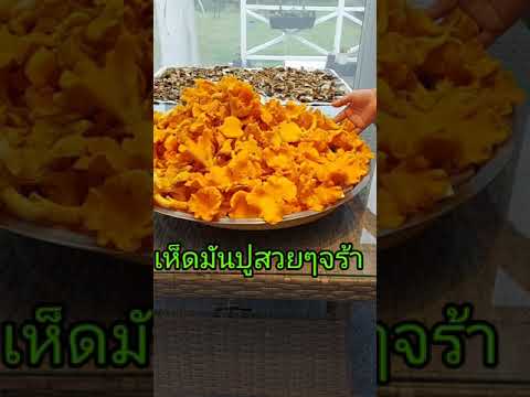 เห็ดมันปูงามๆจร้า-ทุกคนจร้าเหล เห็ดมันปูงามๆจร้า-ทุกคนจร้าเหล