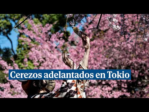 Los impresionantes cerezos en flor en Tokio, diez días antes de lo habitual