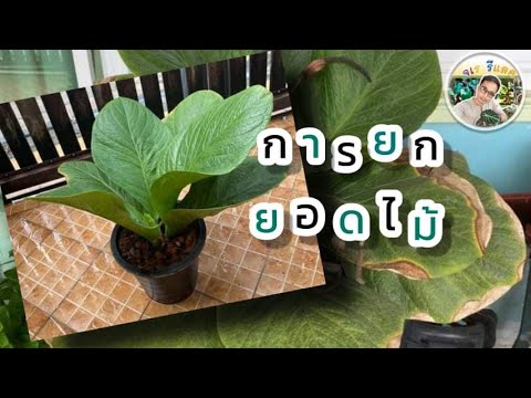เศรษฐีเงินหนา-หน้าวัวใบ-ยกยอดเ เศรษฐีเงินหนา-หน้าวัวใบ-ยกยอดเ
