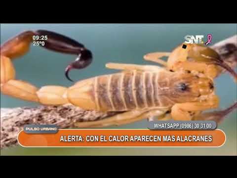 Preocupación por la aparición de alacranes