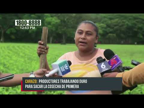 Altas expectativas en producción agrícola para los agricultores de Carazo - Nicaragua