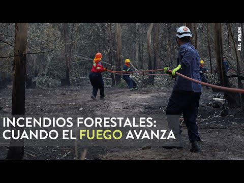 Incendios en Paysandú y Río Negro: Del miedo de perderlo todo al reclamo a las forestales