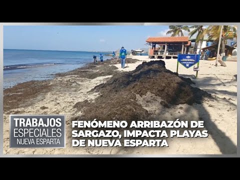 Fenómeno arribazón de sargazo, impacta playas de Nueva Esparta - Trabajo Especial