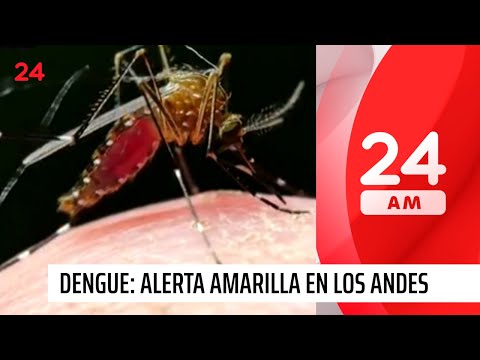 Alerta amarilla en Los Andes por múltiples focos del mosquito Aedes Aegypti | 24 Horas TVN Chile