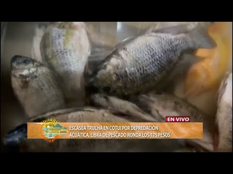 Escasea trucha en Cotuí por depredación acuática, libra de pescado ronda los 175 pesos