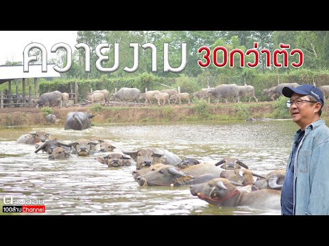 พัฒนาควายงาม-30-กว่าตัว-เฮียวั พัฒนาควายงาม-30-กว่าตัว-เฮียวั