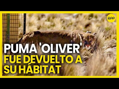 Tacna: puma andino hallado en vivienda fue devuelto a su hábitat natural