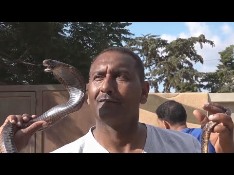 Libyan sports fan uses snakes to cheer on team, hiss at competition
