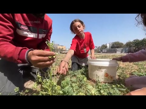 Six months of Gaza war sees Palestinians struggling with food shortage