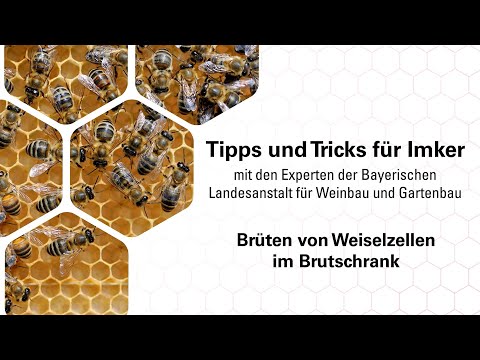 Imkerpraxis: Brüten von Weiselzellen im Brutschrank